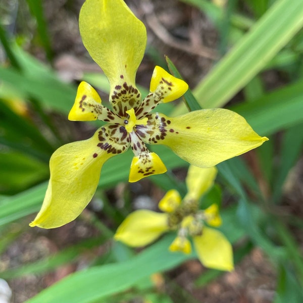 Yellow Walking Iris - 5 plants