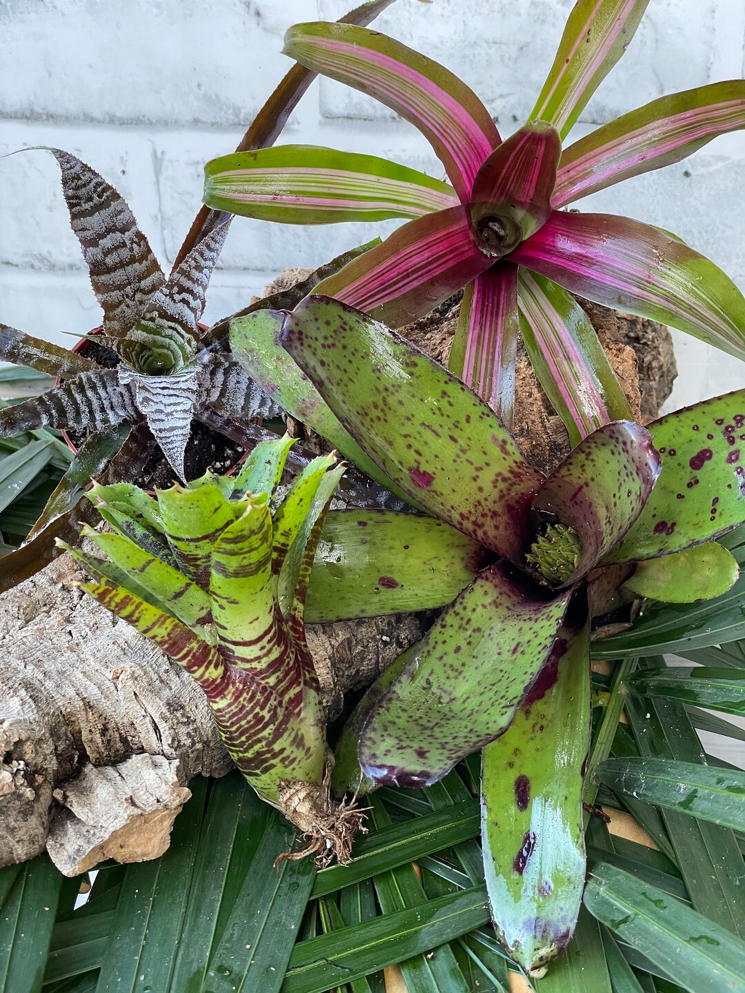 Miniature Bromeliads Terrarium 4 Pack FREE SHIP Etsy