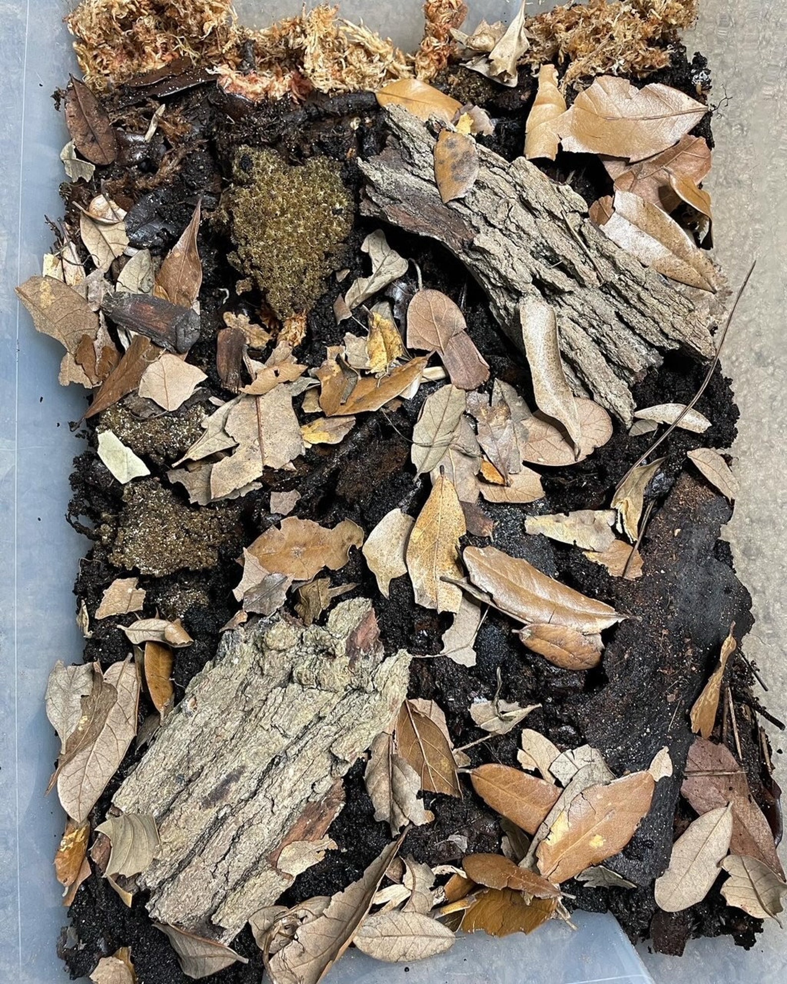 2 Gallons Live Oak Leaf Litter Isopod Substrate Terrarium Etsy