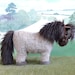 see more listings in the Shetland Ponies section