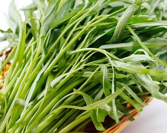 Water Spinach Seeds | Kang Kong Ipomoea Aquatica | Non-GMO
