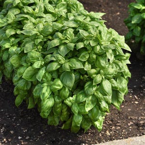 May include: A close-up of a large patch of green basil growing in a garden.