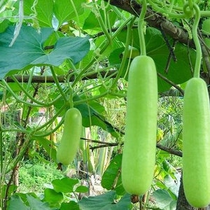 LARGE PACKET 12 seeds of Hybrid F1 Bottle Gourd Seeds Hugua Lauki Dudhi Calabash Slaouia Long Melon Loki Doodhi Kaddu Opo Squash Seeds Regular