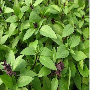 May include: A close-up of a lush green basil plant with dark purple flower buds. The plant is growing in a garden or pot.