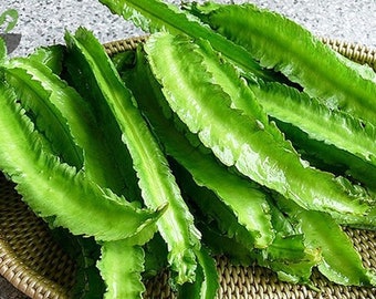 LARGE PACKET | 20 seeds of Non-GMO Winged bean/ Dragon bean | Vegetable Seeds. Free shipping