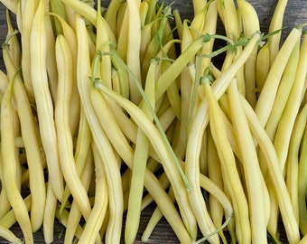 Golden Wax Bush Bean (50 Seeds)- Non-GMO