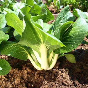 LARGE PACKET 300+ White Stem Bok Choy/ Canton Bok Choy/ Pac Choi/ Brassica rapa subsp. chinensis  Seeds | Heirloom-Non-GMO Asian Vegetable