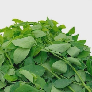 May include: A bunch of fresh green leafy vegetables, likely moringa leaves, with stems and leaves.