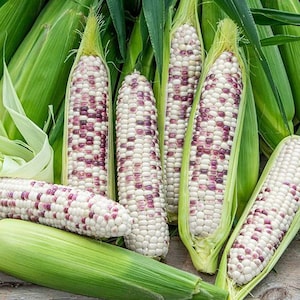 May include: Close-up of several ears of white corn with purple kernels. The corn is arranged in a row, with the husks partially removed to reveal the kernels.
