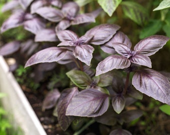 GRAND PAQUET| Plus de 500 graines de basilic violet sans OGM