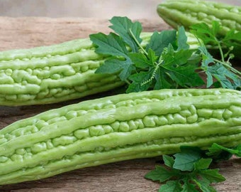 LARGE PACKAGE| 12 seeds of Hybrid F1 Bitter Melon | Bitter Gourd | Untreated, Non GMO Active