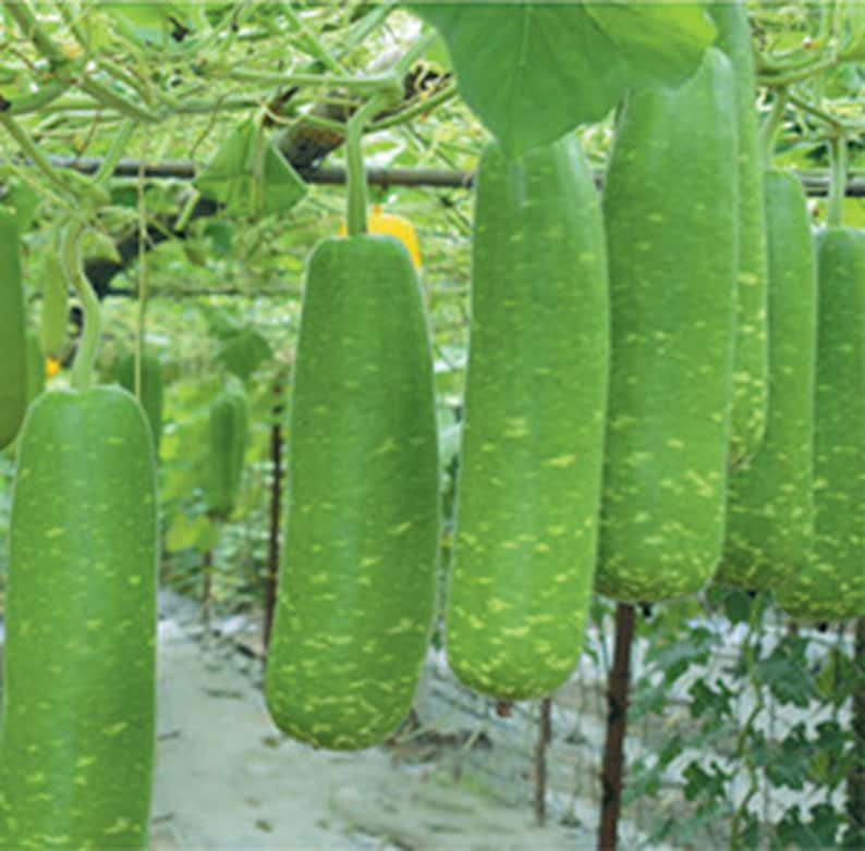 LARGE PACKET 12 seeds of Hybrid F1 Bottle Gourd Seeds Hugua Lauki Dudhi Calabash Slaouia Long Melon Loki Doodhi Kaddu Opo Squash Seeds White-Dot