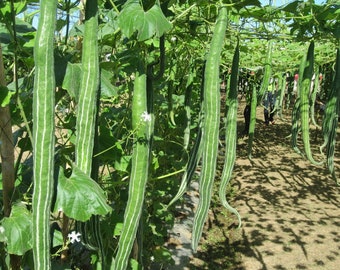 10 graines de gourde serpent hybride longue F1 - Expédition du Canada | Graines de légumes. Livraison gratuite