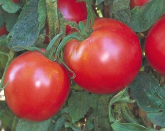 24 Hybrid F1 Mongal Tomato