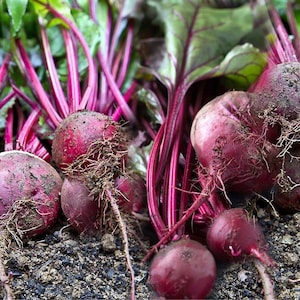 Peut inclure: Gros plan sur un bouquet de betteraves rouges fraîches avec leurs feuilles vertes. Les betteraves sont disposées en tas sur le sol, avec leurs racines visibles.