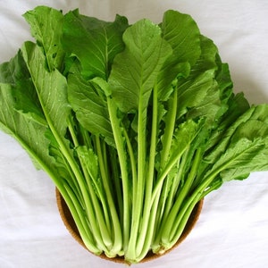 LARGE PACKET 500+ of Yu Choy Sum Seeds | Chinese Cabbage | Non_GMO Leafy Green | 菜心 油菜