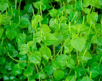 Plus de 2000 Rau Càng Cua - Graines de Peperomia pellucida, herbe brillante à pinces de crabe des bois