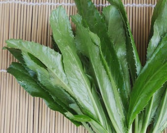 Culantro Seeds (1500+), Mexican Recao, Non-GMO