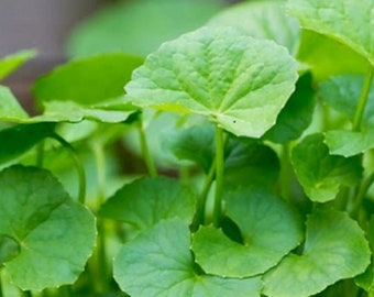 LARGE PACKET | 200-1500 Seeds of Pennnywort, Rau má lá nhỏ, Gotu Kola, Centella asiatica- Ships From Canada | Vegetable Seeds. Free shipping