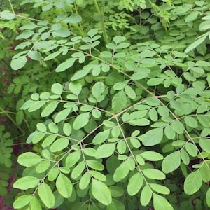 May include: A close-up of a lush green moringa plant with many leaves. The leaves are arranged in clusters along the branches, creating a dense and vibrant foliage.