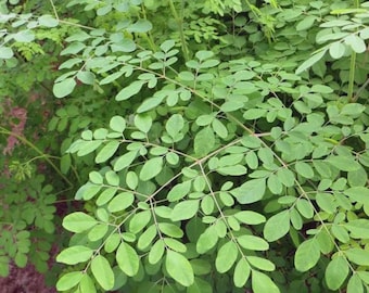 Moringa/ Moringa oleifera/ Malungay Seeds, Non-GMO