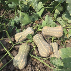 Peut inclure: Cinq courges Butternut avec des rayures vertes et blanches sont posées sur le sol dans un champ. Les courges sont entourées de feuilles vertes.