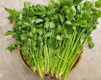 Chinese Celery Seeds | Easy Grow, Tender Stems (1000+ Seeds)