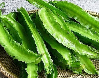 Winged Bean Seeds | 20 Non-GMO Vegetable Seeds