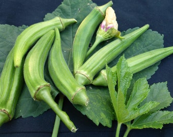 LARGE PACKET | 80+ seeds of Non-GMO/Open pollinated variety Okra | - Ships From Canada | Asian Vegetable Seeds Fast Shipping Active