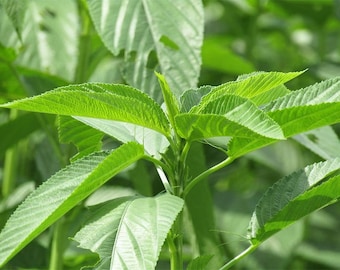 Plus de 400 graines de plantes de jute | Edewu, rau day, épinards égyptiens (sans OGM)
