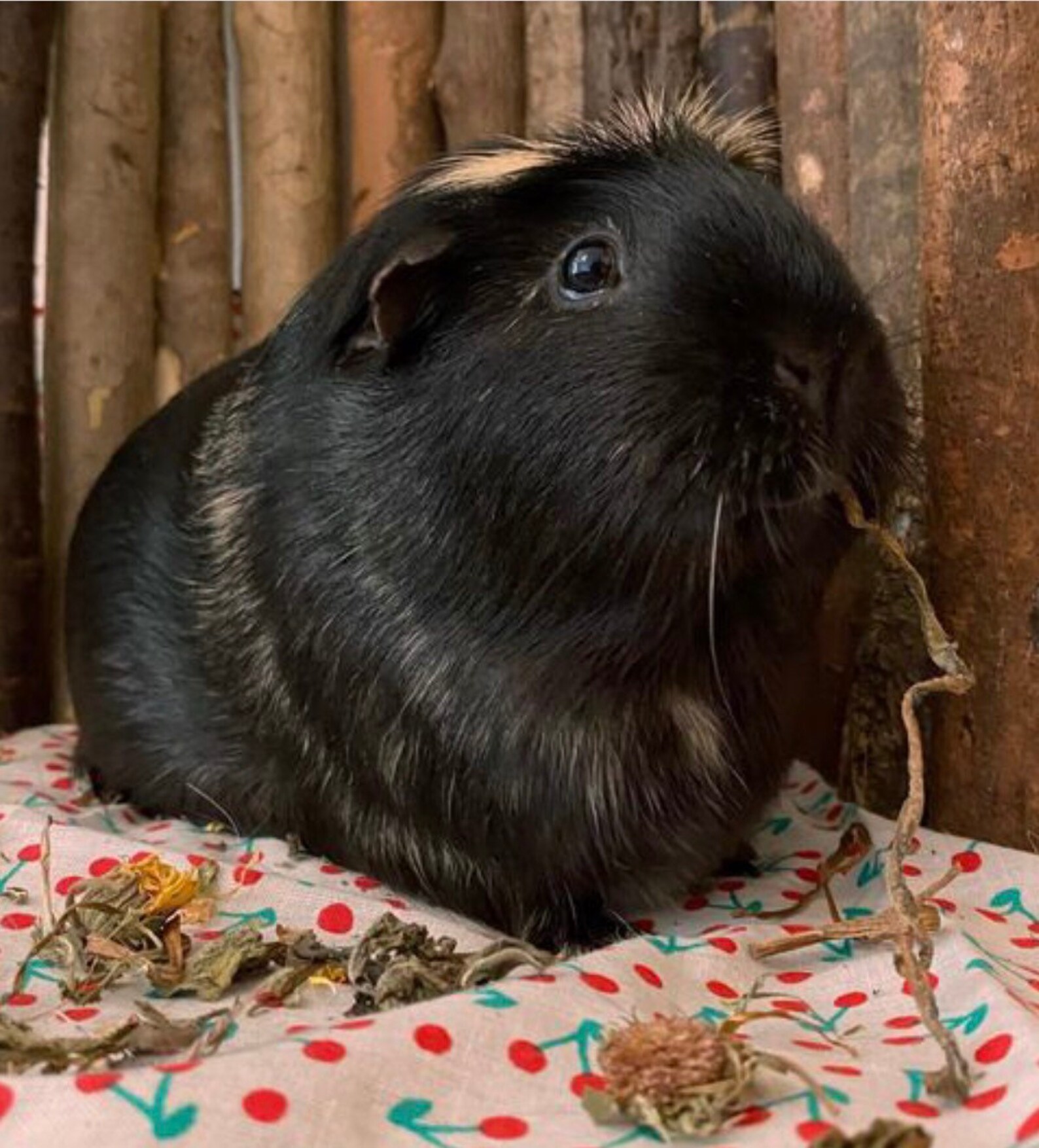 Dandelion Forage Natural and healthy forage for Guinea pigs Etsy
