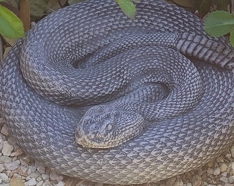 Rattlesnake Concrete Statue - Home or Garden Decor, Cement Statue, Lawn Garden Decor, Garden Statue, Concrete Animal, Yard Art, Snake