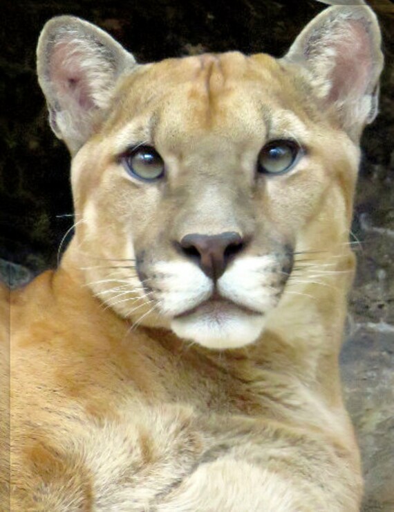 Buy Costa Rican Wild Puma Online in India - Etsy Buy Costa Rican Wild Puma Online in India - Etsy