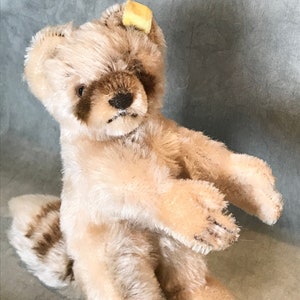 Steiff Raccy Racoon TODOS os IDs