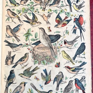 May include: Vintage print titled "NOS BONS PETITS OISEAUX" featuring various bird illustrations. The artwork showcases a variety of colorful birds, each labeled with French names, set against a backdrop of foliage and butterflies. The print is from "IMAGERIE D'ÉPINAL, N° 1260".