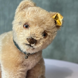 Vintage Steiff Mohair Bear Cub: 1950s Collectible Teddy with Collar