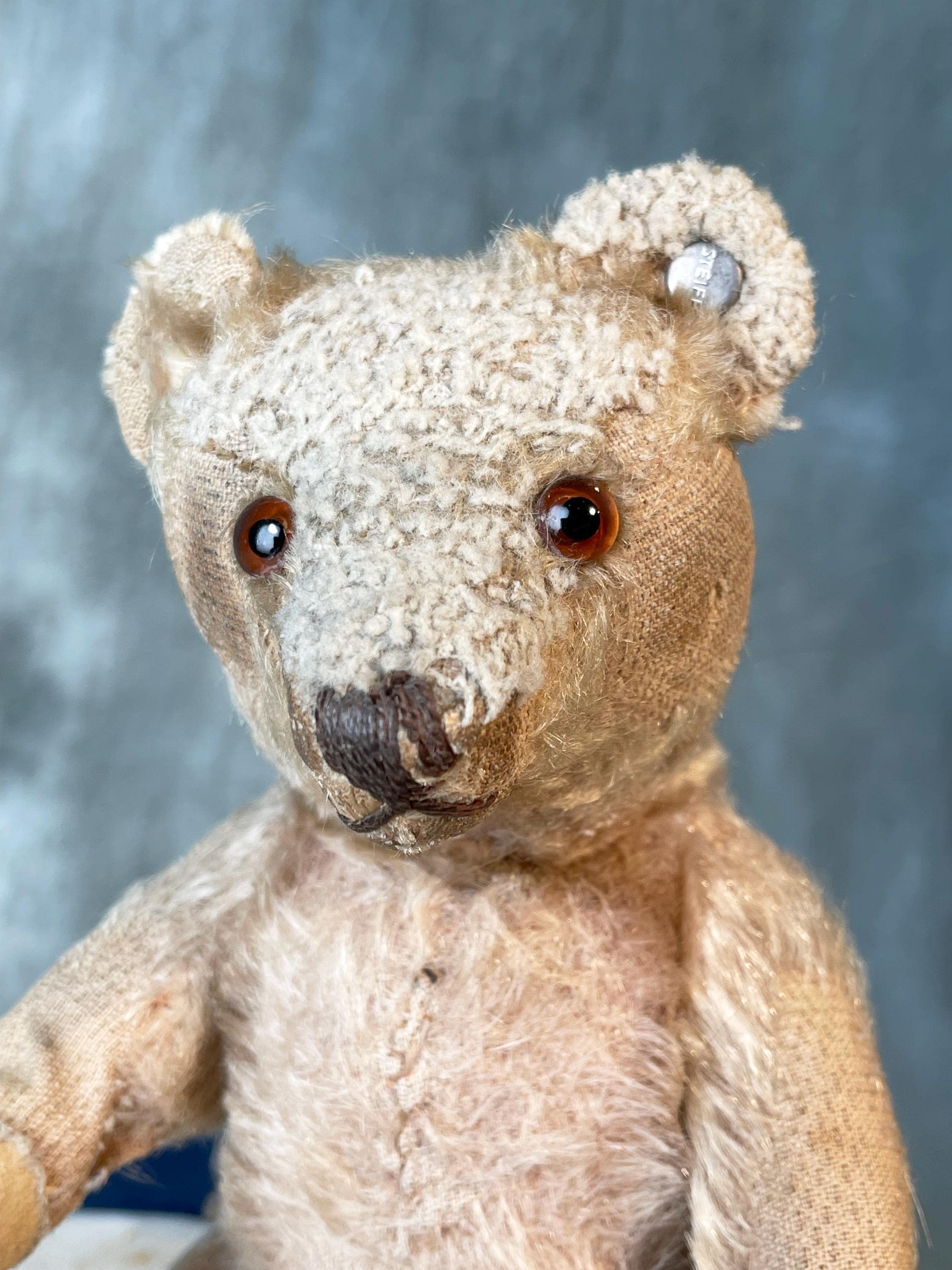 Steiff 1950s Original Teddy - Etsy