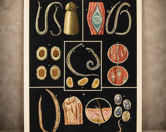 Vintage German Medical School Chart Intestinal Parasites Tapeworm Roundworm 1960s