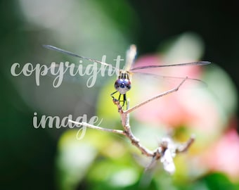 Dragonfly