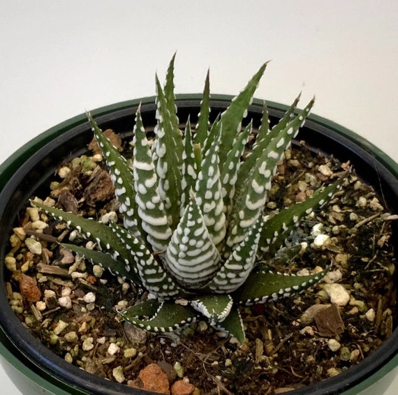 Haworthia Attenuata Big Band Zebra Plant Rooted Etsy haworthia-attenuata-big-band-zebra-plant-rooted-etsy