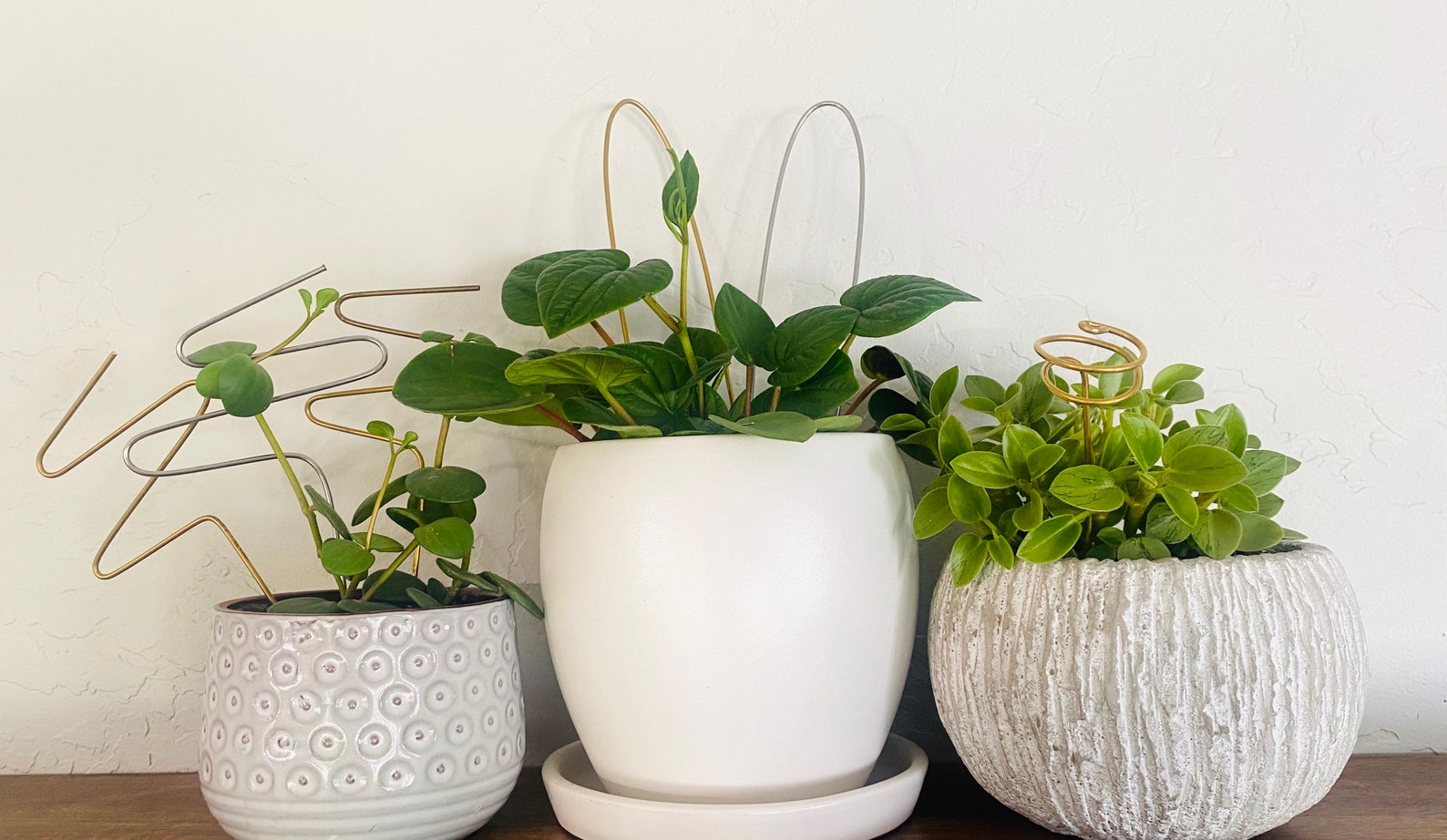 zigzag plant support zigzag plant support