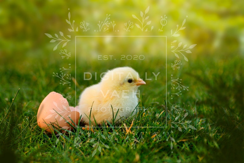Magical Spring Pixie Backdrop. Baby Chick Fairy Digital Background