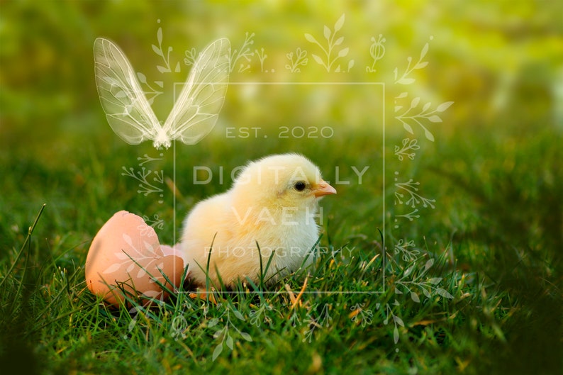 Magical Spring Pixie Backdrop. Baby Chick Fairy Digital Background