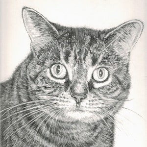 May include: A black and white pencil drawing of a tabby cat with large, round eyes. The cat is looking directly at the viewer with a serious expression.