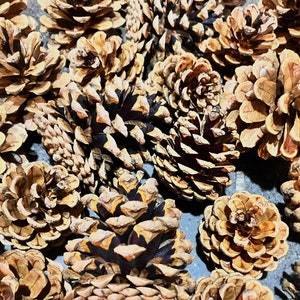 36 Jack Pine Pinecones, Crafts, Nature, 2” - 3” Long