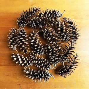 May include: A collection of brown pine cones arranged in a circular pattern on a wooden surface.