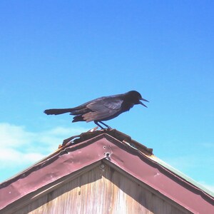 Blackbird on Barn Eaves
