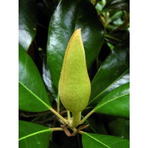 Magnolia Bud, Washington, DC Vororte