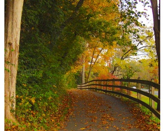 Fall Pathway, Rock Creek Park, Md.