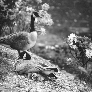 Alert Father Goose + Family